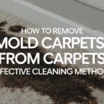 How to Remove Mold from Carpets: Effective Cleaning Methods